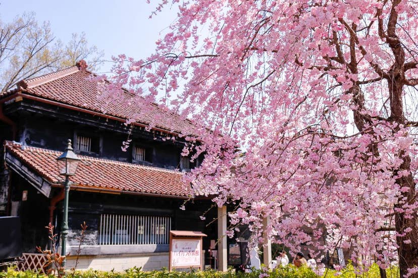 博物館　明治村の桜
