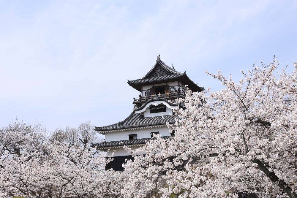 犬山城の桜