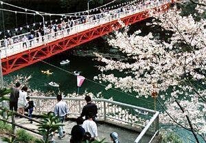 桜淵公園の桜