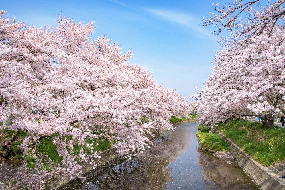 岩倉五条川の桜