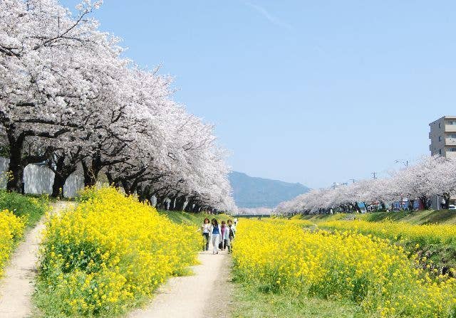 佐奈川堤の桜