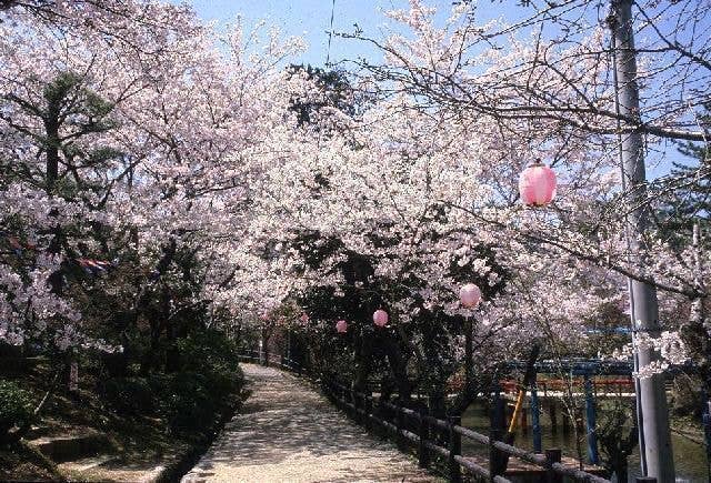 津偕楽公園の桜