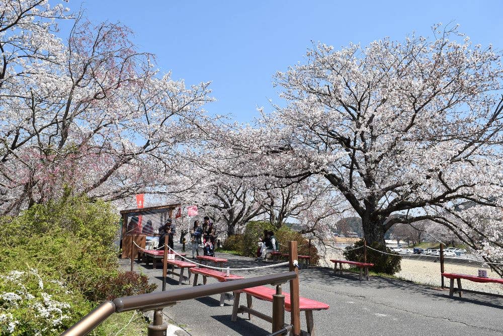 五十鈴川堤の桜