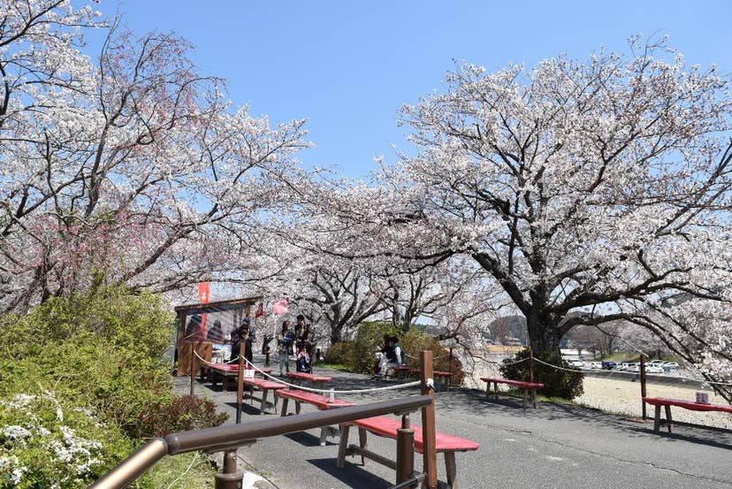 五十鈴川堤の桜