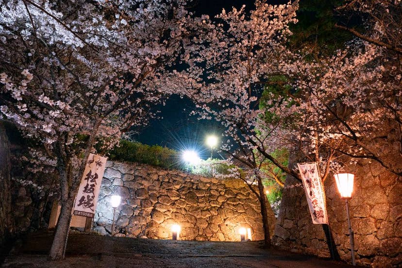 松坂城跡（松阪公園）の桜