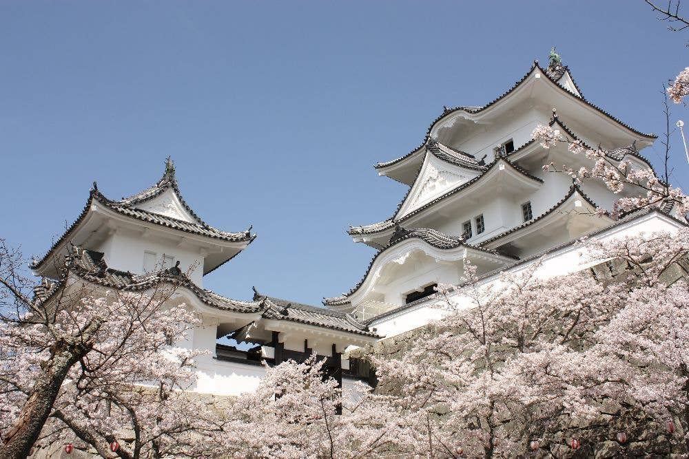 上野公園の桜