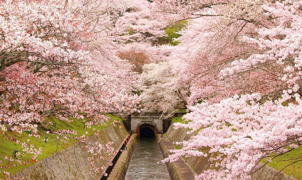 琵琶湖疏水の桜