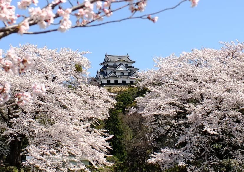 国宝　彦根城の桜