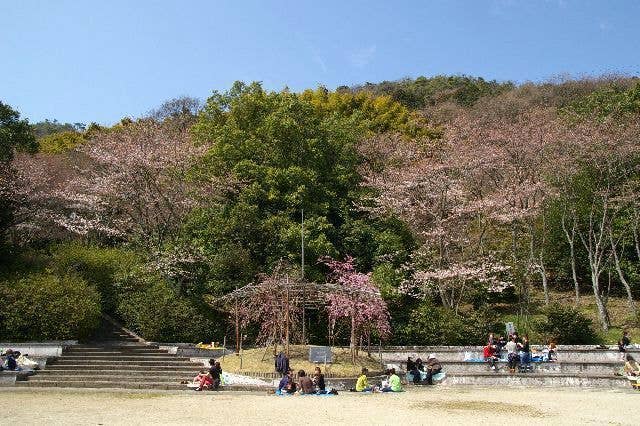 八幡公園の桜