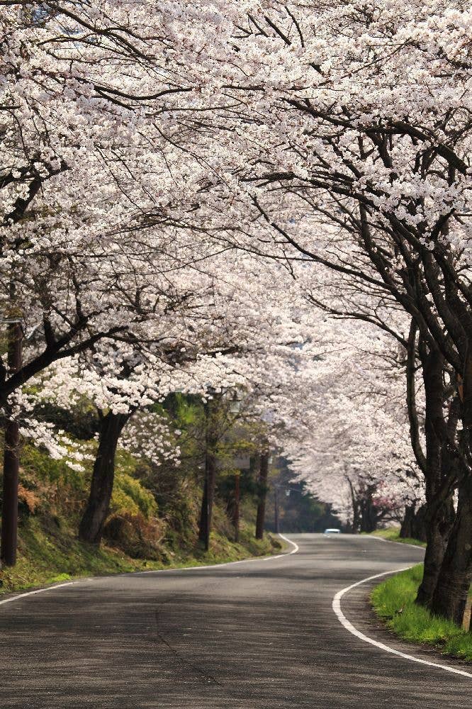 奧琵琶湖パークウェイの桜