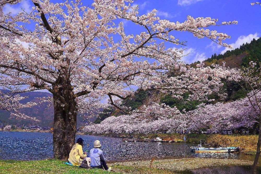 海津大崎の桜