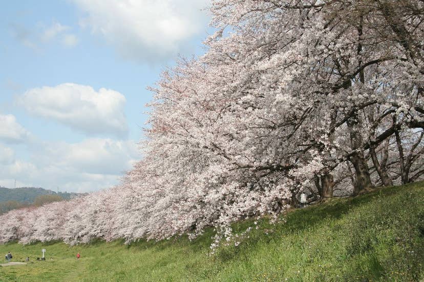 淀川河川公園背割堤地区の桜