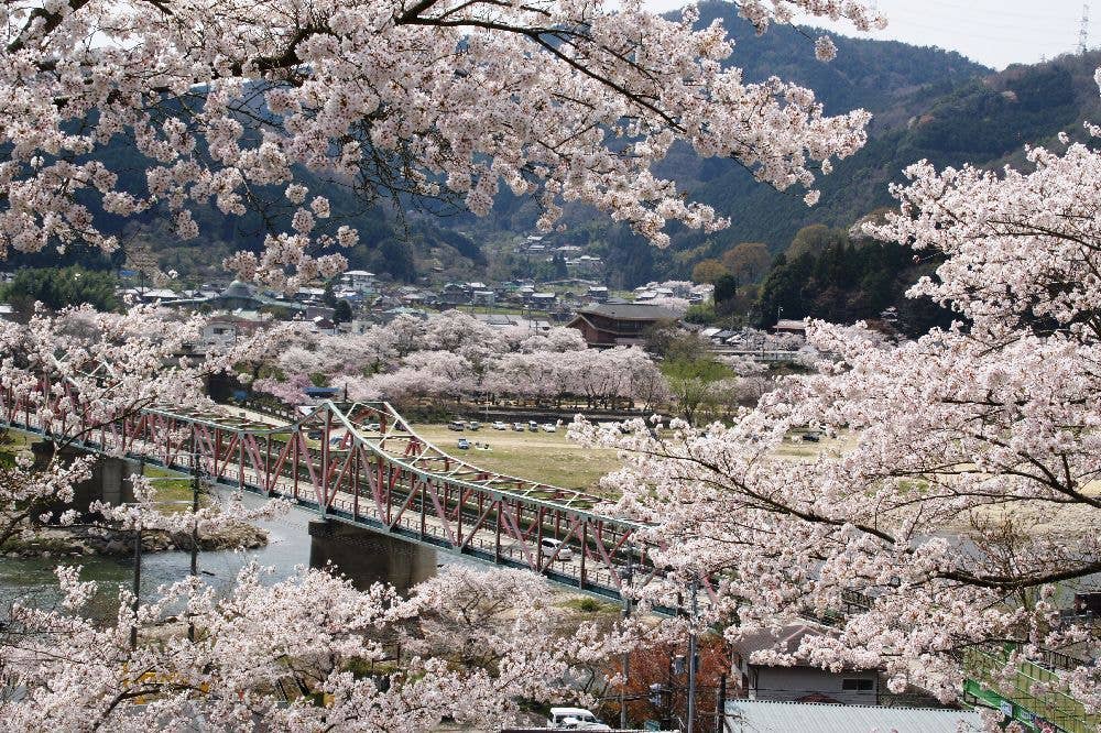 笠置キャンプ場の桜