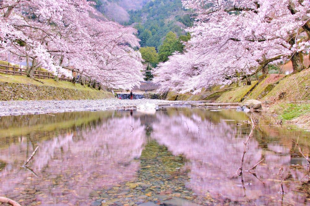 七谷川(和らぎの道)の桜