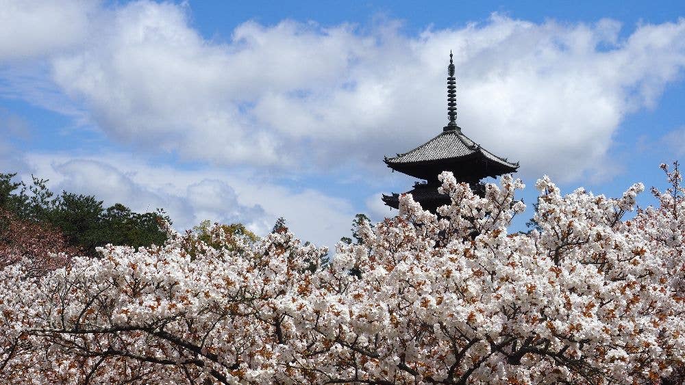 仁和寺(御室桜)