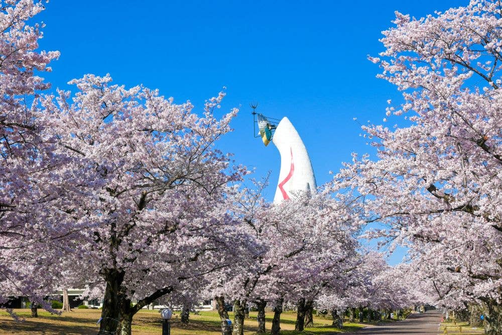 万博記念公園の桜