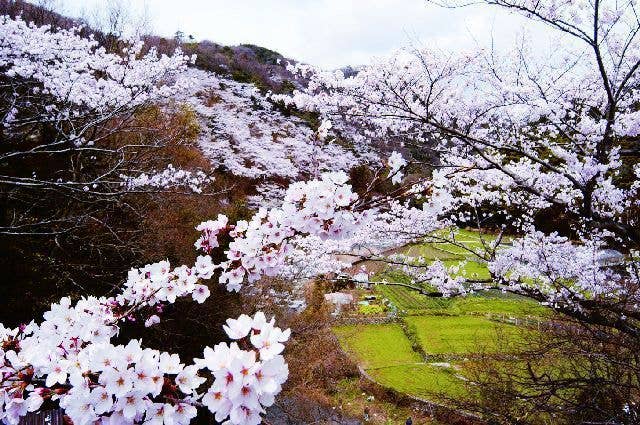 摂津峡の桜