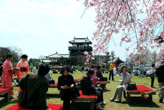 五月山公園の桜