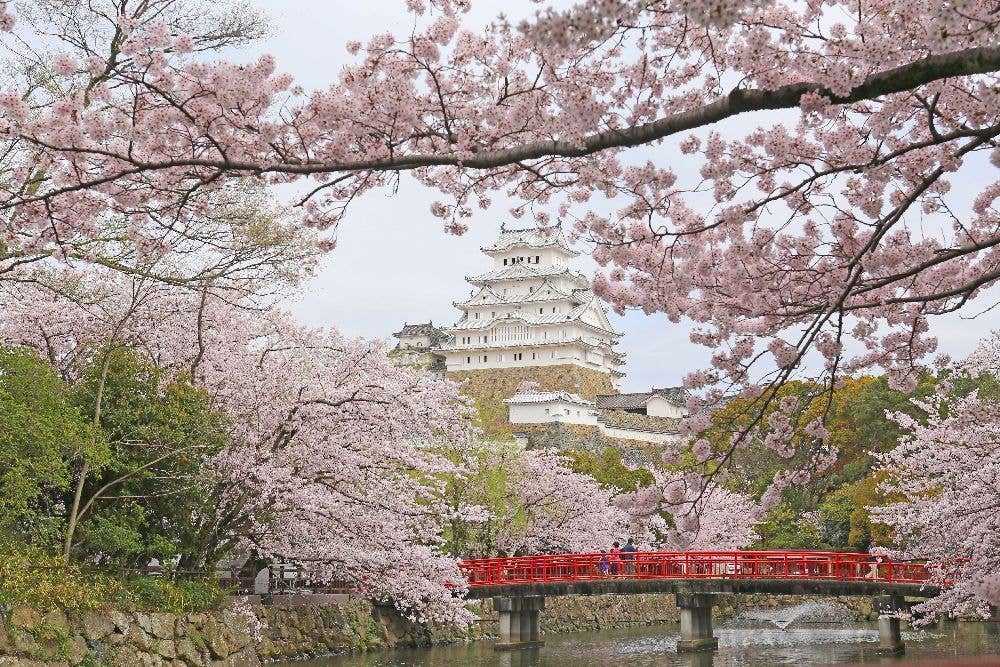 姫路城の桜