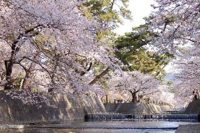 夙川河川敷緑地（夙川公園）の桜
