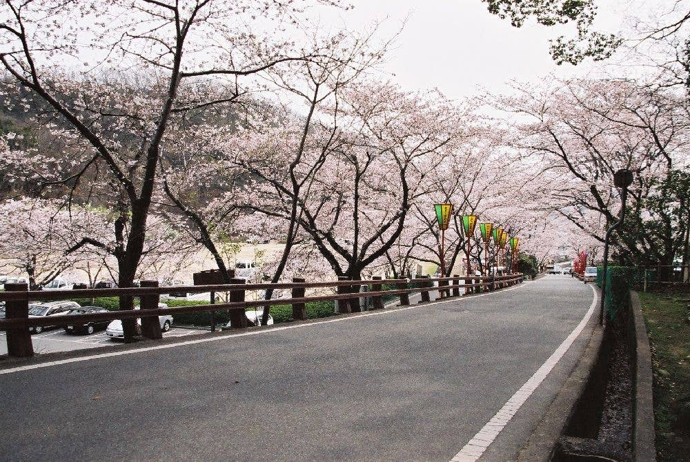 龍野公園の桜