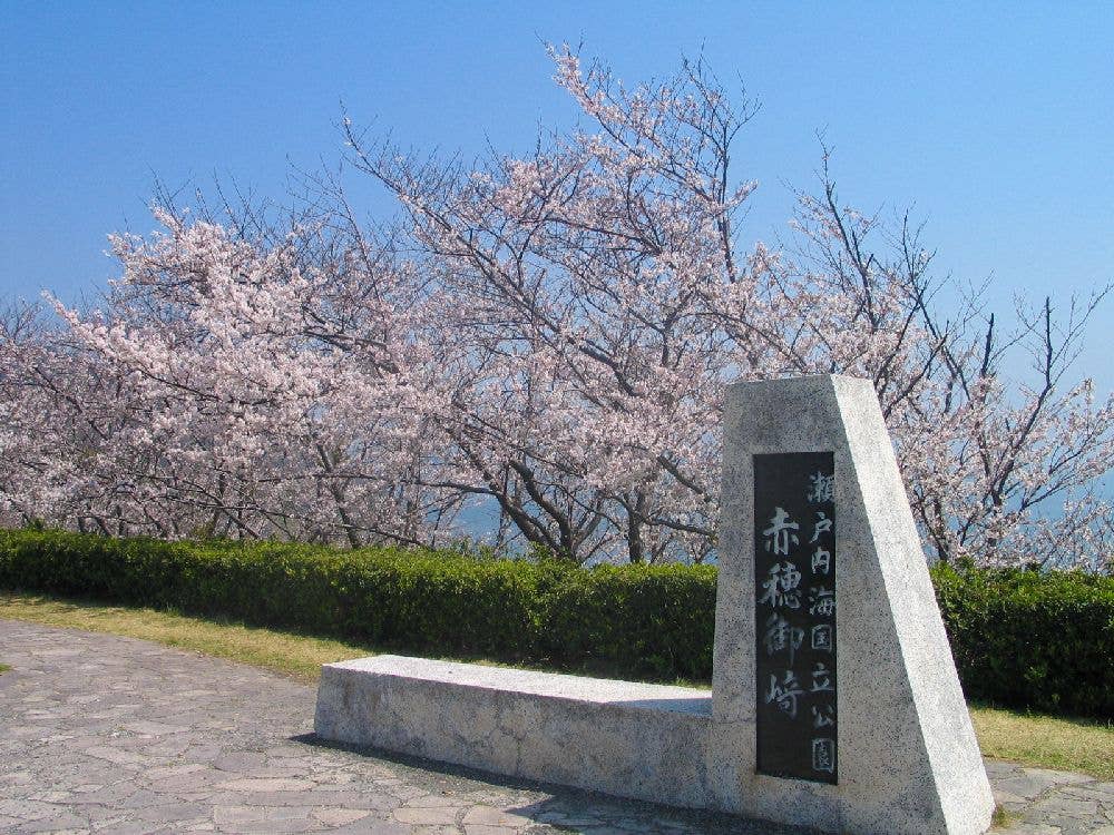 赤穂御崎の桜