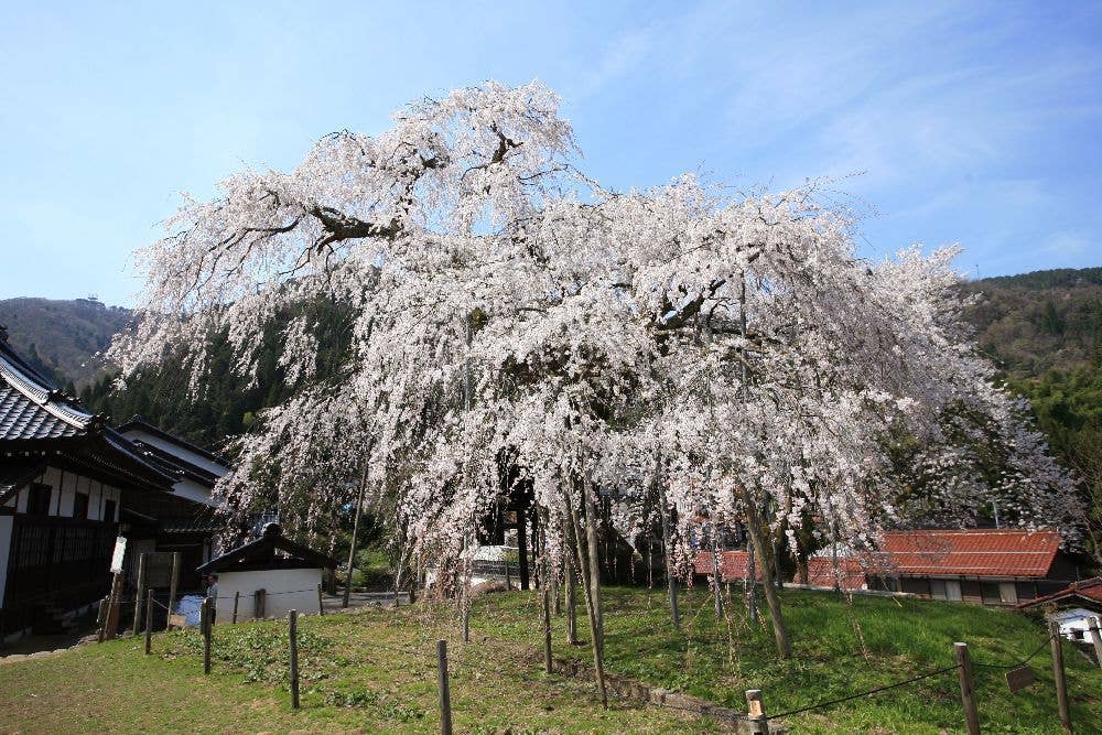 泰雲寺の桜
