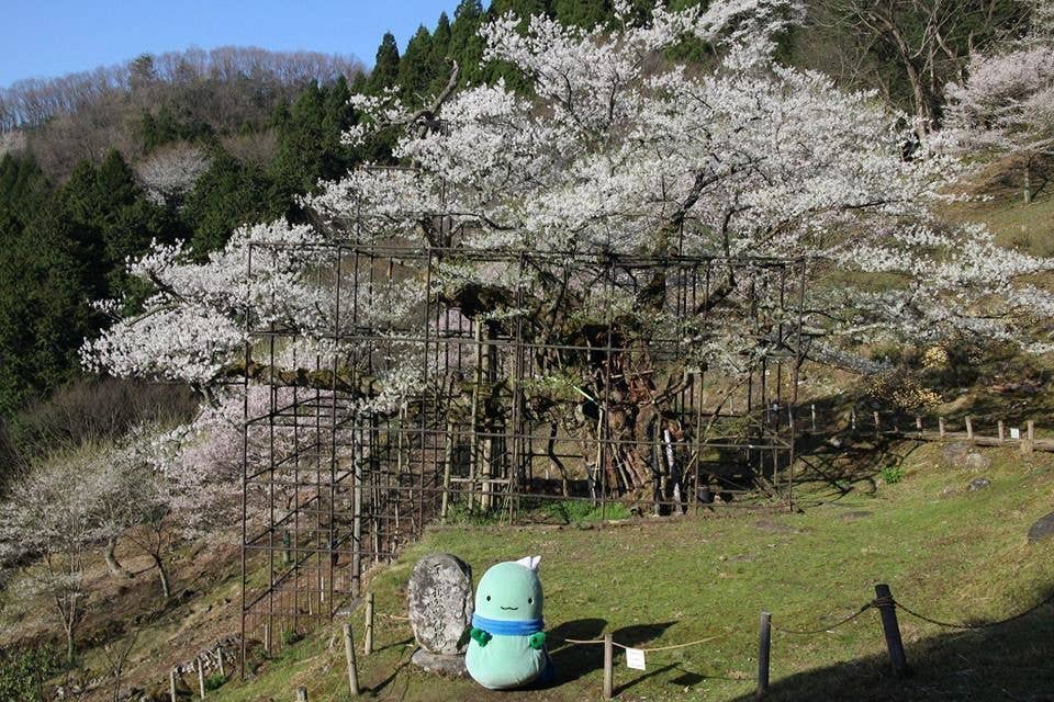 樽見の大桜