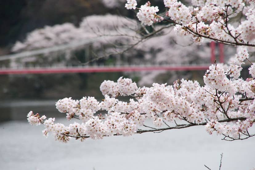 月ヶ瀬湖畔の桜