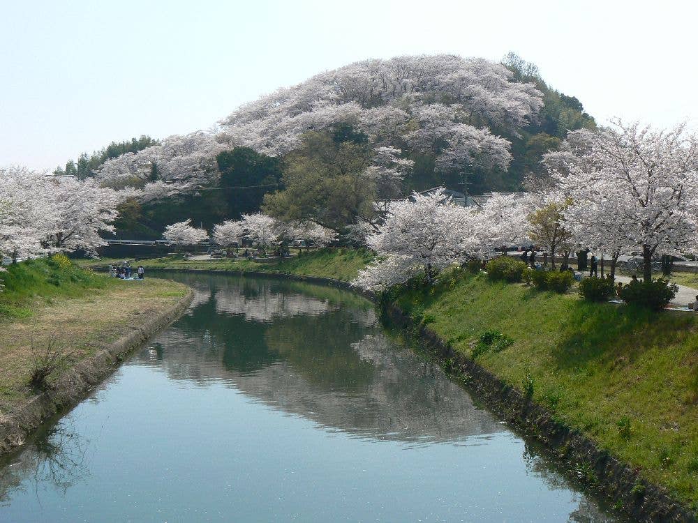 三室山（県立竜田公園）の桜