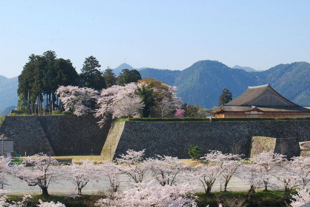 篠山城跡の桜