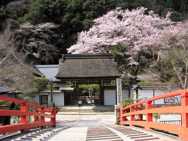 室生寺の桜