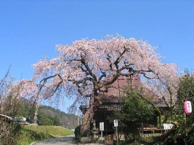 西光寺の桜