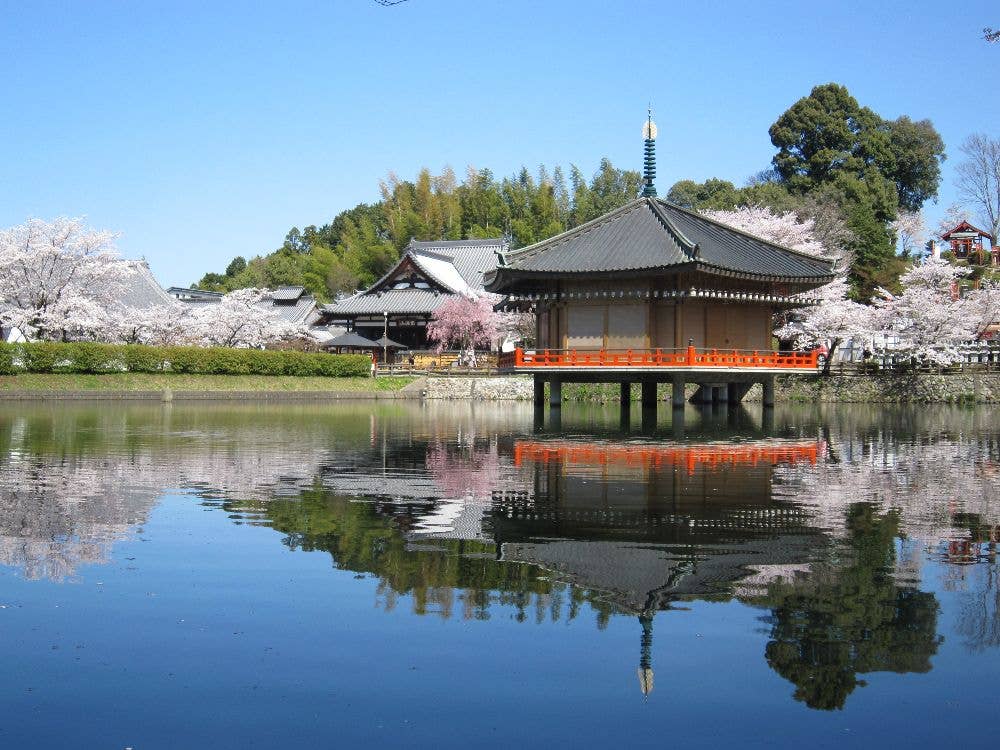 安倍文殊院の桜