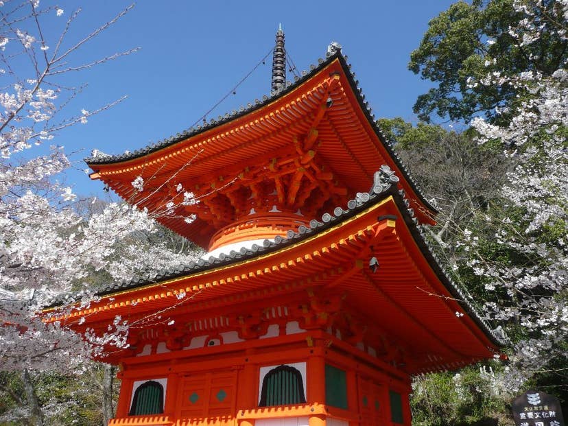 紀三井寺の桜