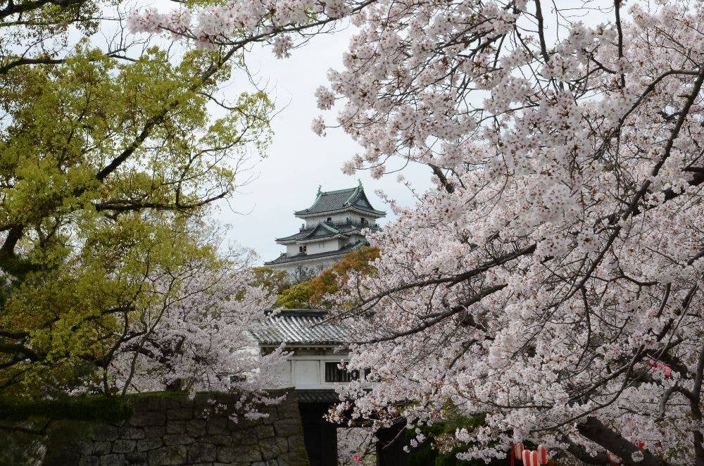 和歌山城の桜