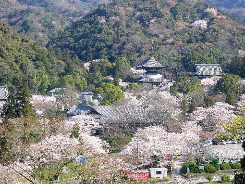 根來寺の桜