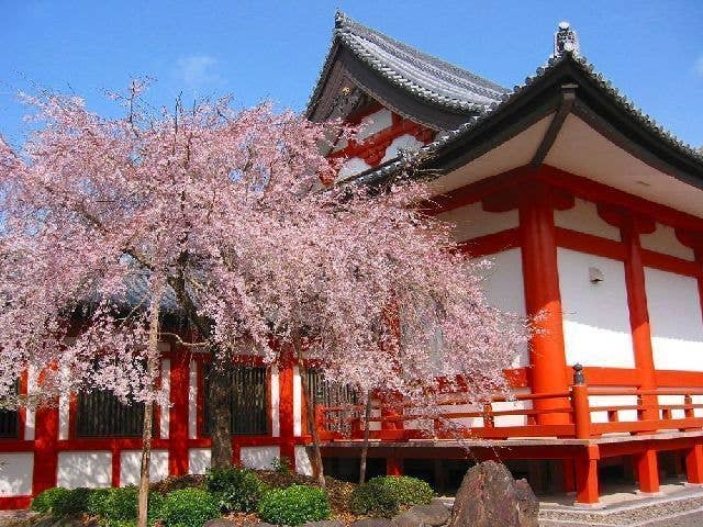 道成寺の桜