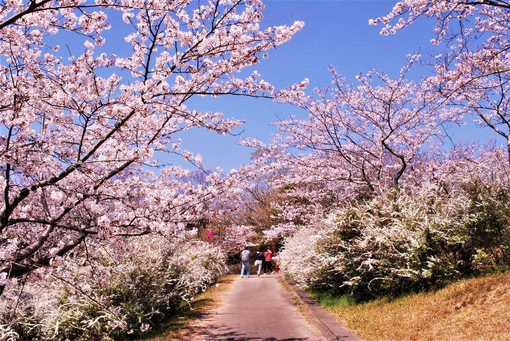 平草原公園の桜