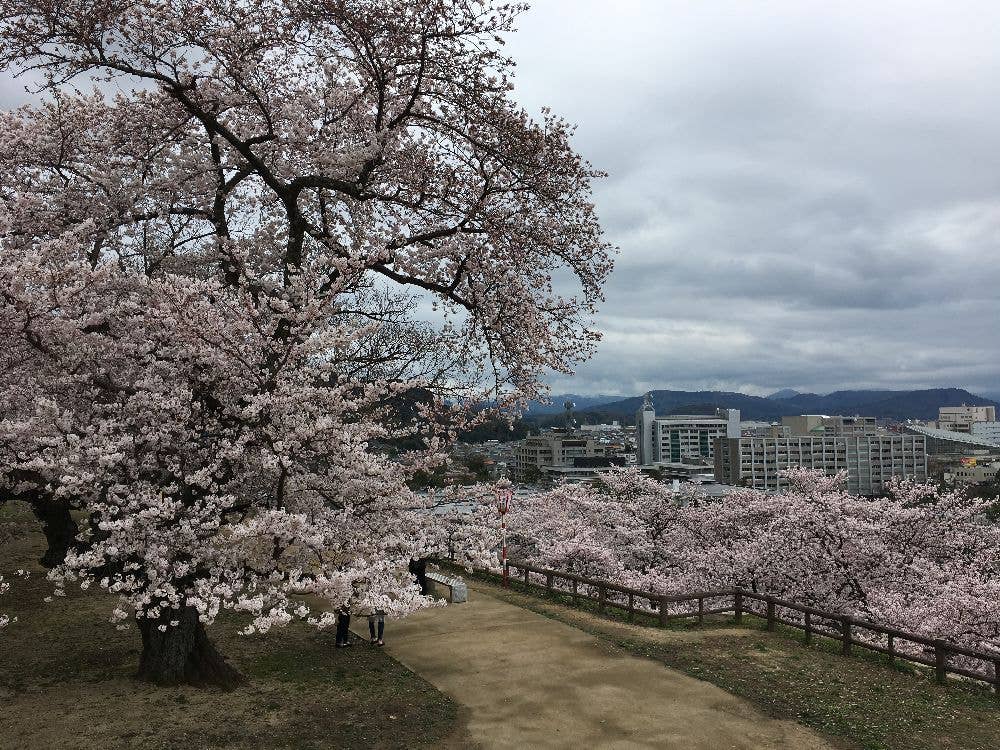 鳥取城跡・久松公園の桜