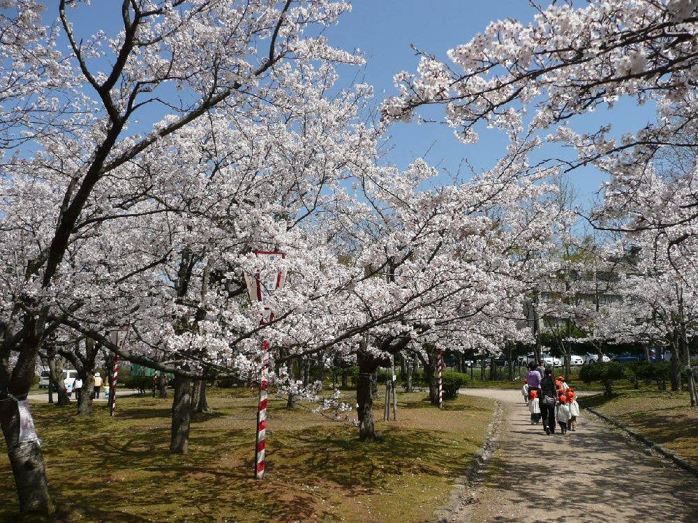 湊山公園の桜