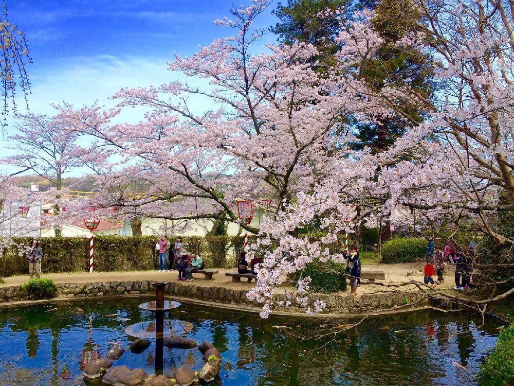 打吹公園の桜