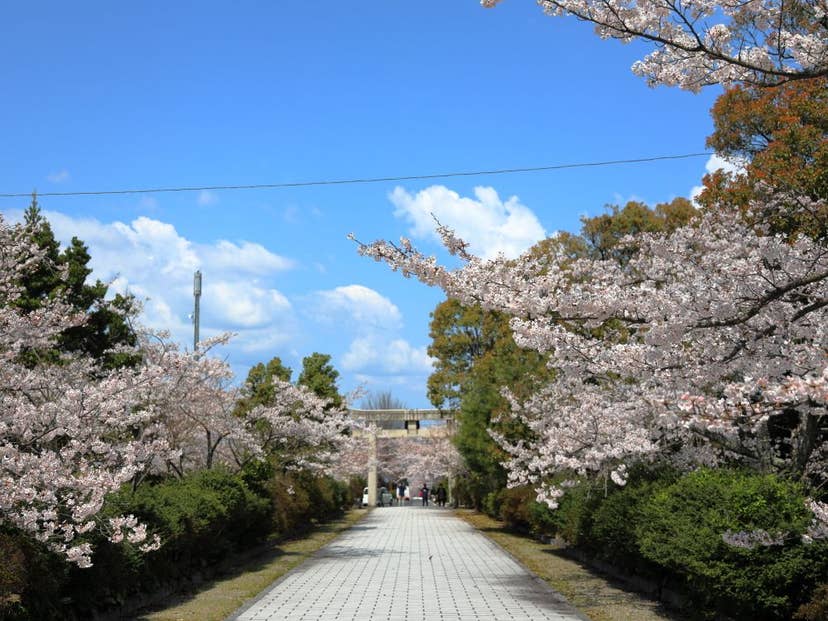 名和公園・名和神社の桜