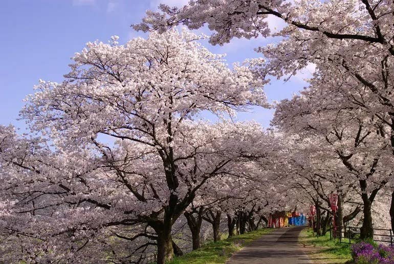 斐伊川堤防桜並木