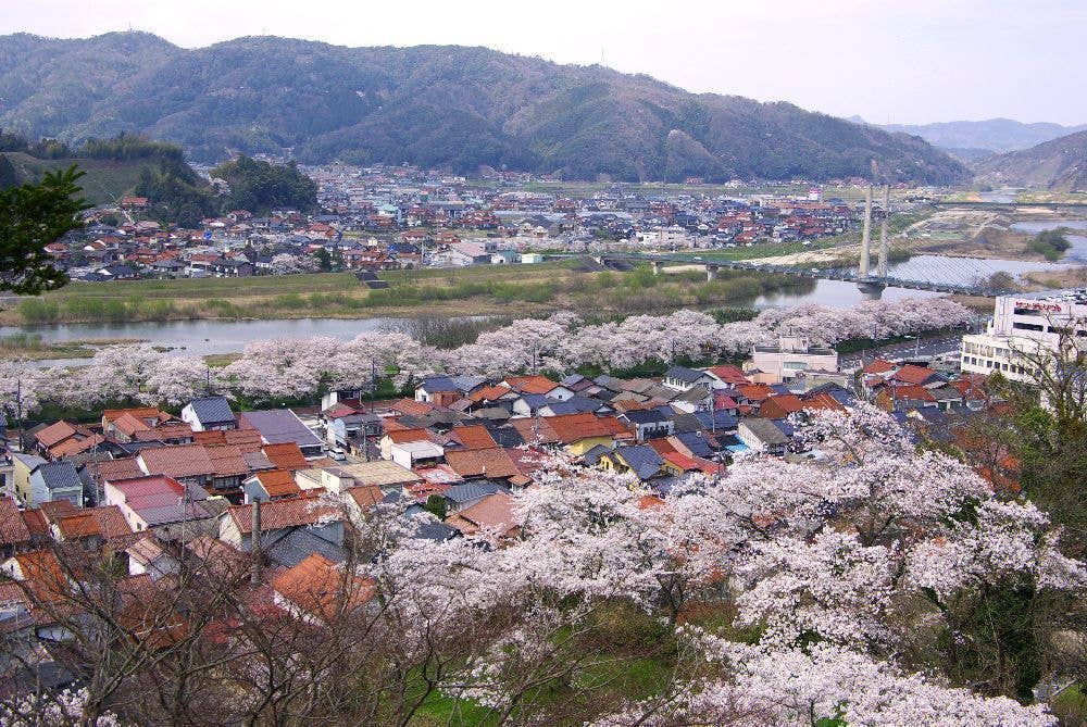 木次公園の桜