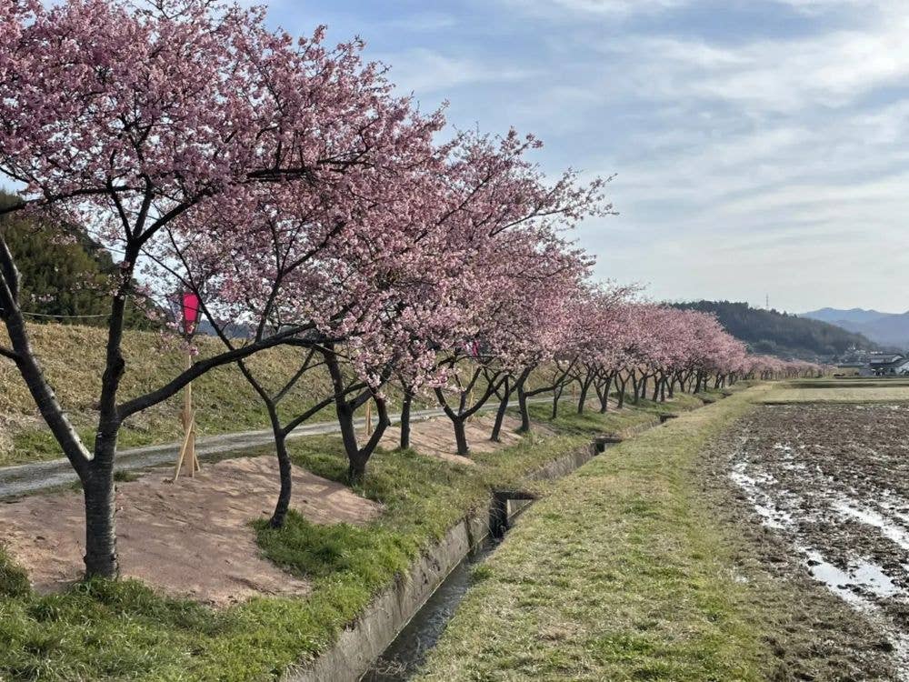 春殖地区赤川沿い 河津桜