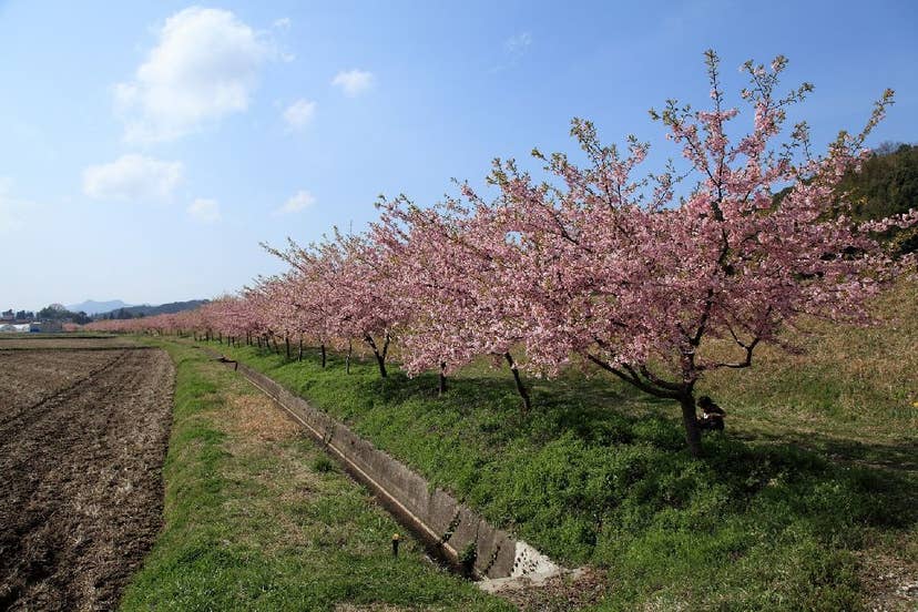 春殖地区赤川沿い　河津桜