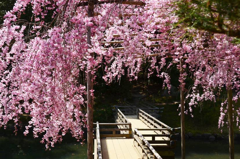 岡山後楽園の桜