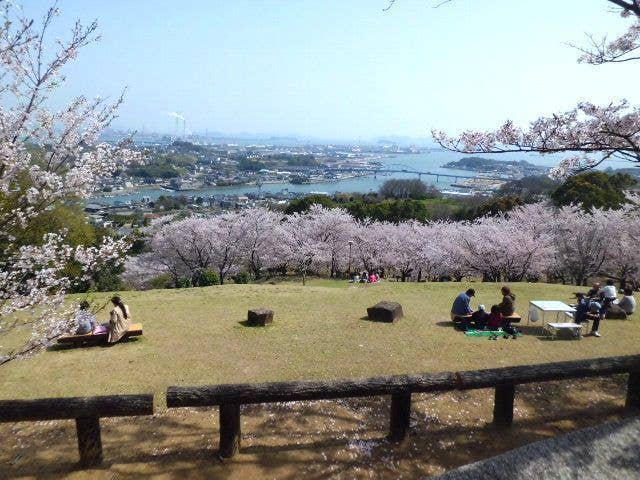 円通寺公園の桜