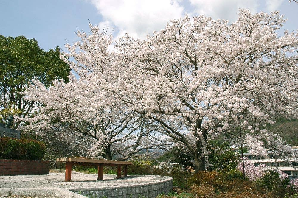 城山公園の桜